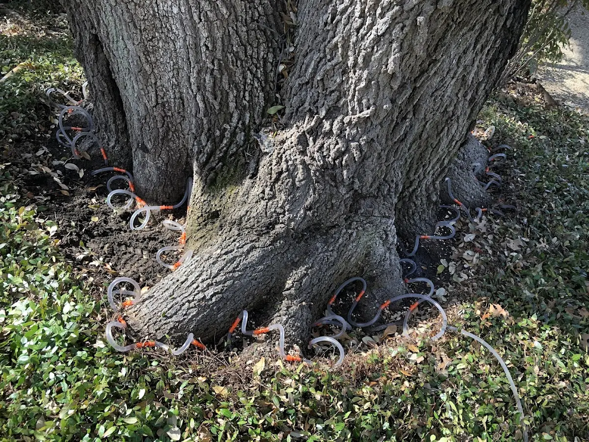 Detailed Tree Cabling and Bracing job site in Immokalee