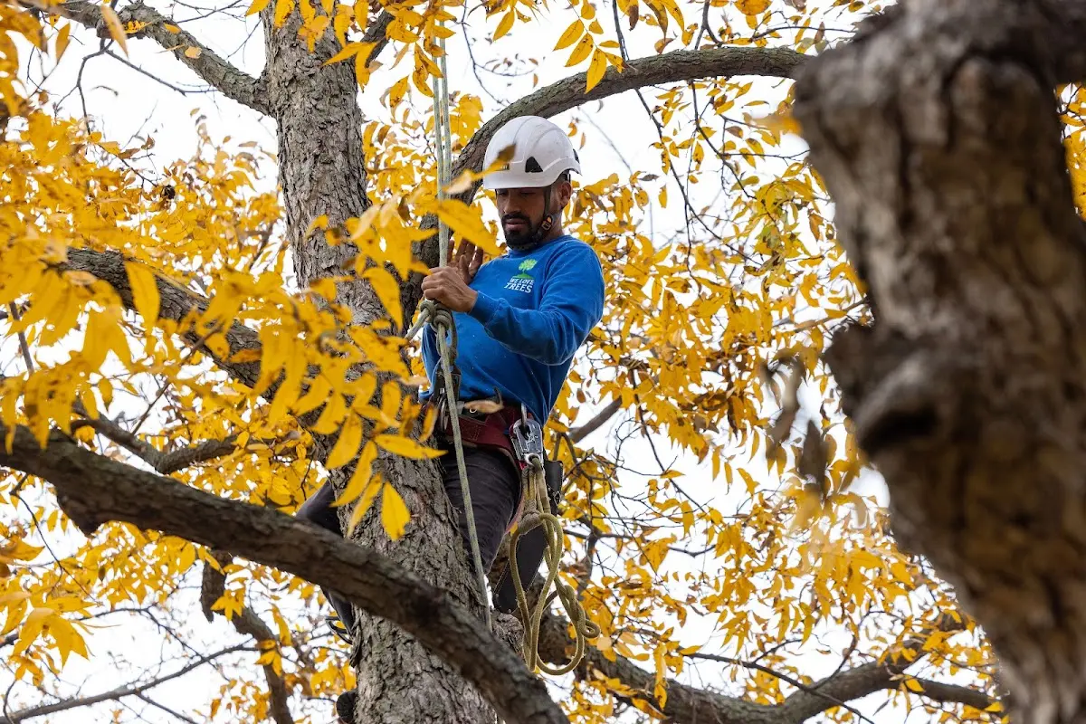 Skilled Storm Damage Cleanup crew working in Immokalee
