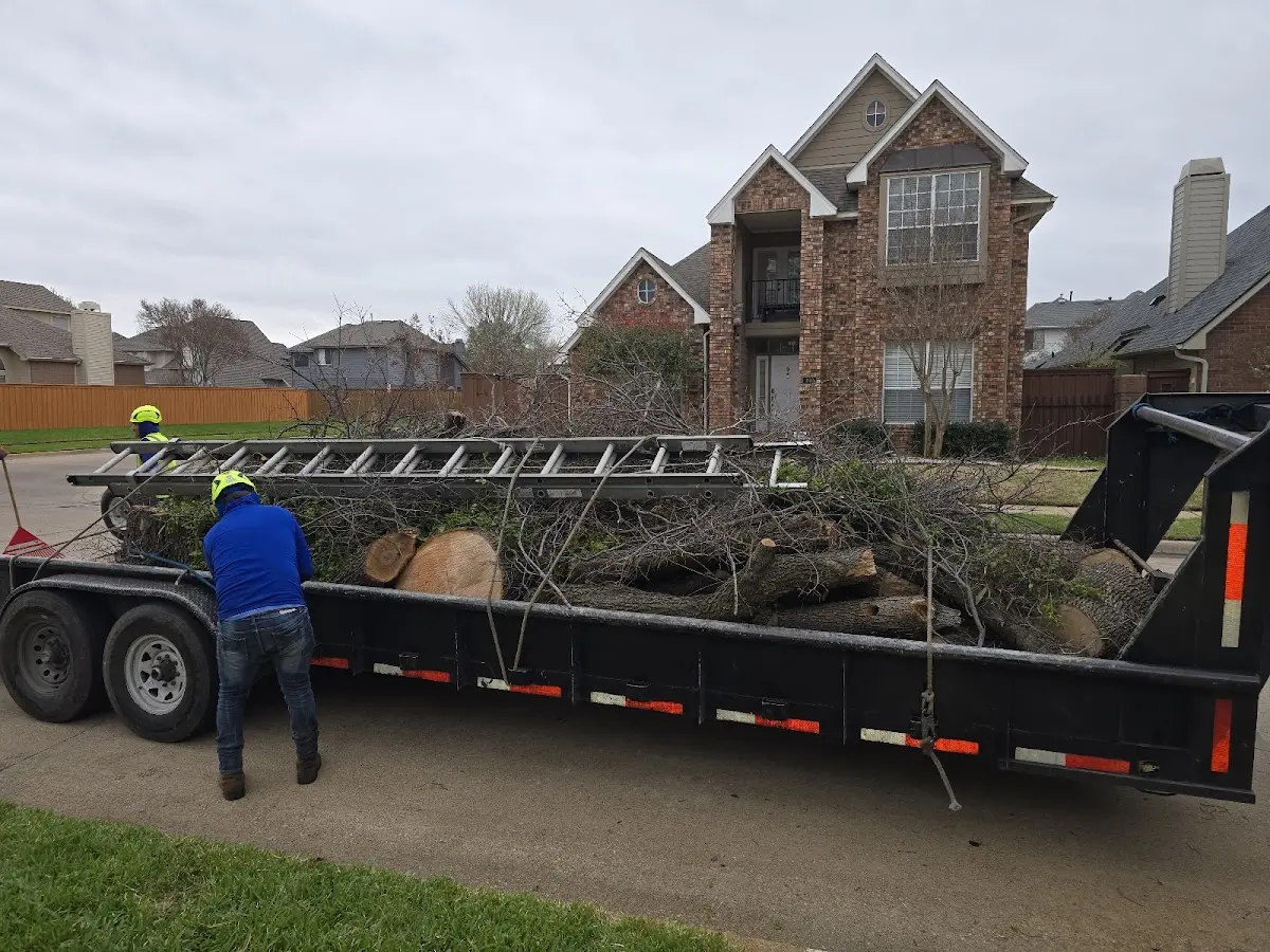 Expert Tree Pest Control with proper safety equipment in Immokalee